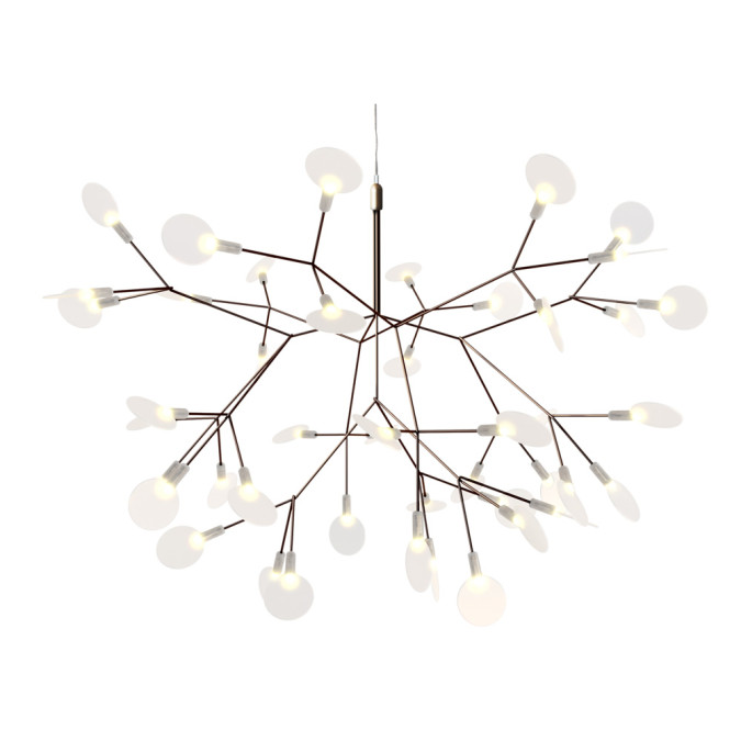 Heracleum Small